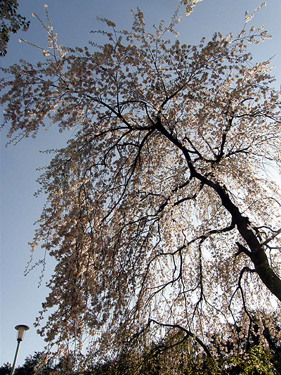 じゅんさい池公園の桜