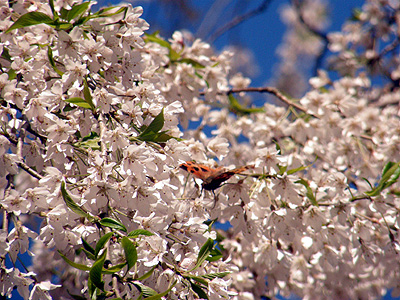 じゅんさい池公園の桜