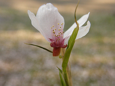 じゅんさい池公園の桜