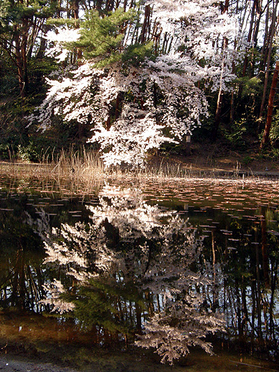 じゅんさい池公園の桜