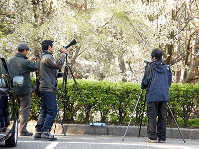 じゅんさい池公園の桜