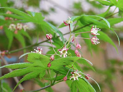 モミジの花