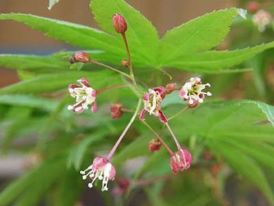 モミジの花