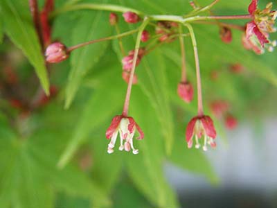 モミジの花