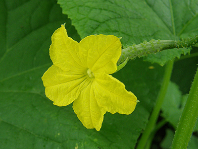 野菜の花たち 10 07 12 おくさまのひとりごと２