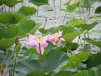 瓢湖の蓮