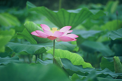 瓢湖の蓮