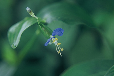 露草