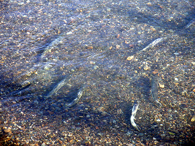 加茂川の鮭