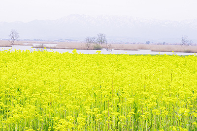 福島潟の菜の花