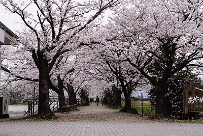 瓢湖の桜