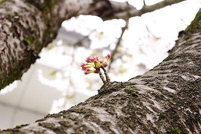 瓢湖の桜