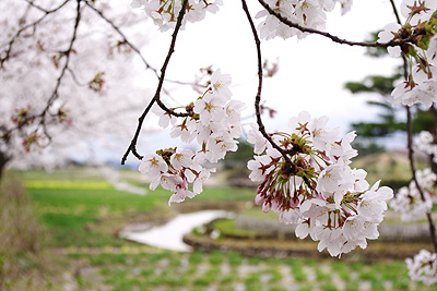 瓢湖の桜