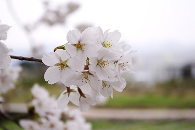 瓢湖の桜