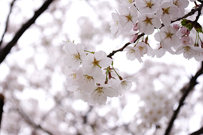 瓢湖の桜