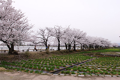 瓢湖の桜