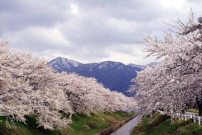 安田の桜