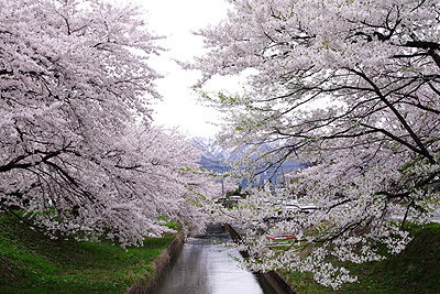 安田の桜