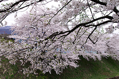 安田の桜