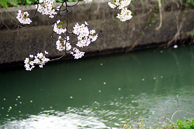 安田の桜