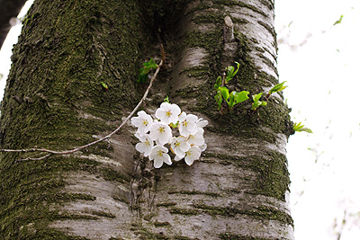 安田の桜