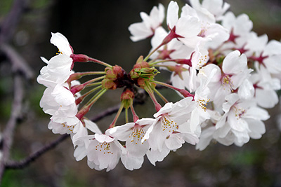 安田の桜