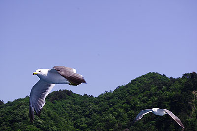 笹川流れウミネコ