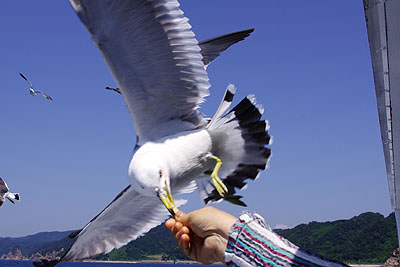 笹川流れウミネコ