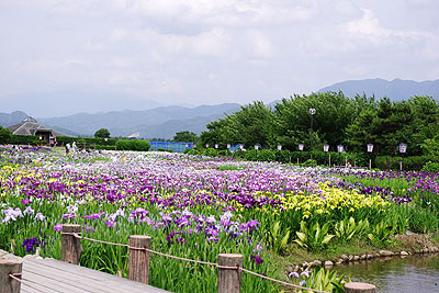 瓢湖のアヤメ