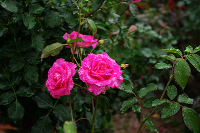 薔薇