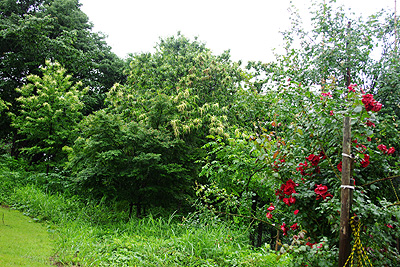 栗の花と薔薇