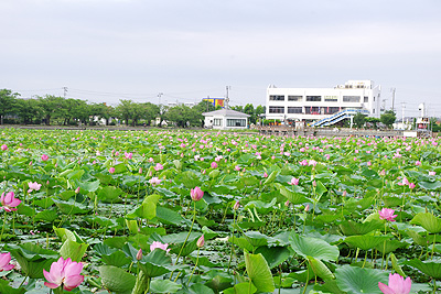 瓢湖の蓮