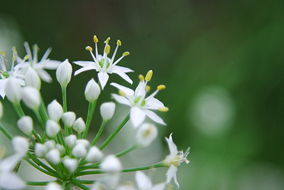 ニラの花