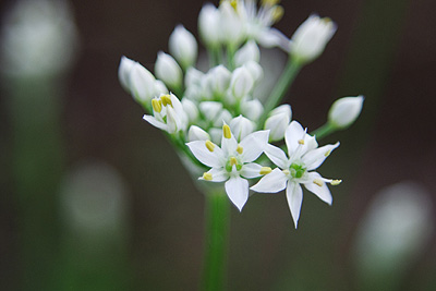 ニラの花