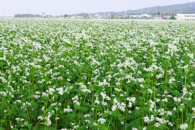 蕎麦の花