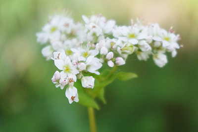 蕎麦の花