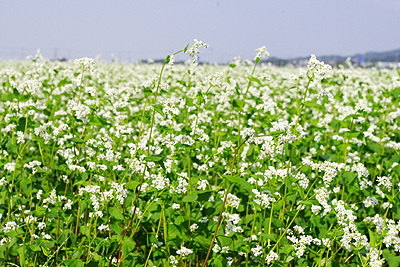 蕎麦の花