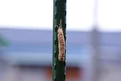 カマキリの卵