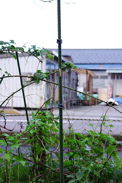 カマキリの卵