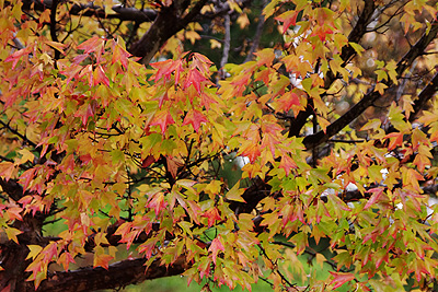 紅葉