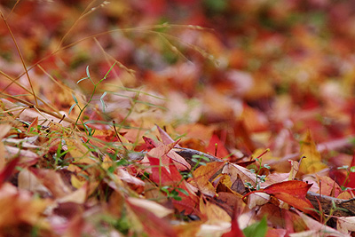 紅葉