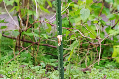 カマキリの卵