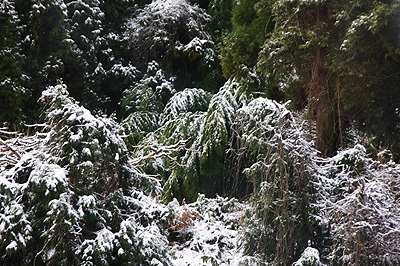 雪景色