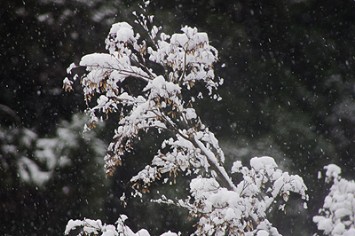 雪景色