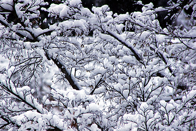 雪景色