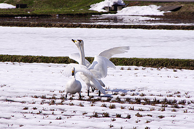 田んぼの白鳥