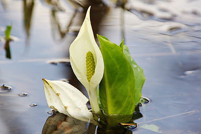 水芭蕉