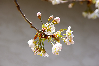 サクランボの花