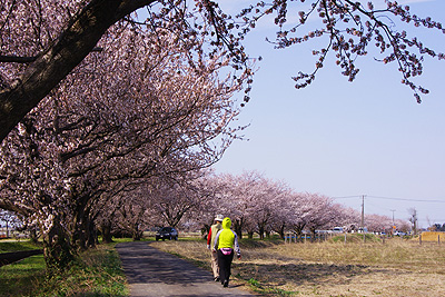 桜