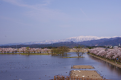 瓢湖の桜